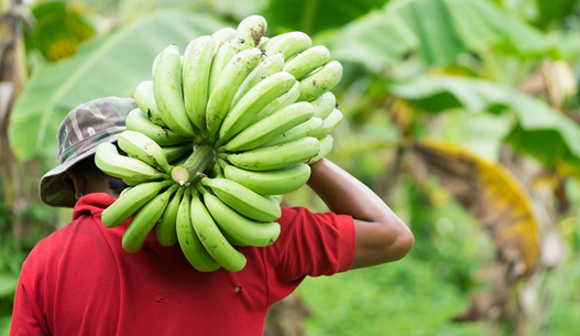 Toco bananas